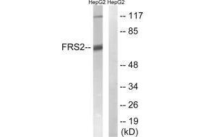 Western blot analysis of extracts from HepG2 cells, using FRS2 (Ab-196) antibody.
