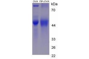 Image no. 1 for Epinephrine/Adrenaline (EPI) protein (Ovalbumin) (ABIN1880128)