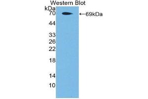 Western Blotting (WB) image for anti-Coagulation Factor II (Thrombin) Receptor-Like 3 (F2RL3) (AA 48-385) antibody (ABIN1869680) (F2RL3 anticorps  (AA 48-385))