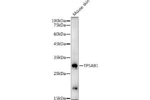 Western blot analysis of extracts of Mouse skin, using TPS antibody (ABIN3015852, ABIN3015853, ABIN1683115 and ABIN6219192) at 1:1000 dilution. (TPSAB1 anticorps  (AA 19-210))