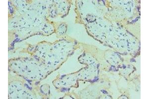 Immunohistochemistry of paraffin-embedded human placenta tissue using ABIN7149071 at dilution of 1:100 (AXUD1 anticorps  (AA 1-200))