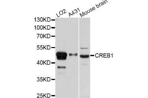 Western blot analysis of extracts of various cell lines, using CREB1 antibody. (CREB1 anticorps)