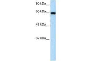 Western Blotting (WB) image for anti-Bestrophin 4 (BEST4) antibody (ABIN2461145) (Bestrophin 4 anticorps)
