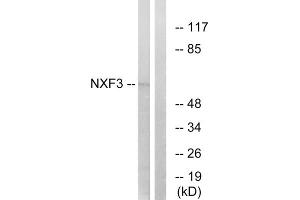 Western blot analysis of extracts from MCF-7 cells, using NXF3 antibody. (NXF3 anticorps  (Internal Region))