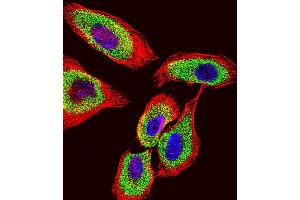Fluorescent confocal image of A549 cell stained with GSTP1 Antibody (Center) (ABIN1881393 and ABIN2842718).