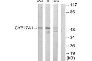 Western blot analysis of extracts from Jurkat/A549/HeLa cells, using Cytochrome P450 17A1 Antibody. (CYP17A1 anticorps  (AA 221-270))