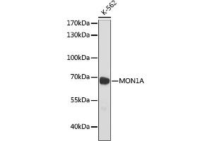 Western blot analysis of extracts of K-562 cells, using MON1A antibody (ABIN7268680) at 1:1000 dilution. (MON1A anticorps)