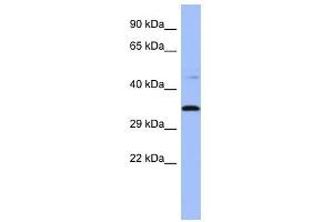 PYCR1 antibody used at 1 ug/ml to detect target protein. (PYCR1 anticorps  (Middle Region))