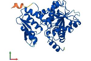 AlphaFold protein structure predicition of Mouse Recombinant Sdsl Protein, UniprotID Q8R238