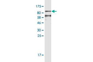 Western Blot detection against Immunogen (96. (HSPA2 anticorps  (AA 1-639))