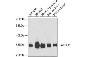 Western blot analysis of extracts of various cell lines using ATOH1 Polyclonal Antibody at dilution of 1:1000. (ATOH1 anticorps)