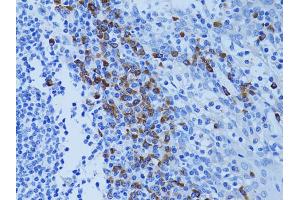 Immunohistochemistry of paraffin-embedded human tonsil using ATG7 antibody. (ATG7 anticorps)