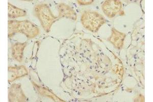 Immunohistochemistry of paraffin-embedded human kidney tissue using ABIN7165996 at dilution of 1:100
