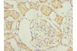 Immunohistochemistry of paraffin-embedded human kidney tissue using ABIN7165996 at dilution of 1:100 (PRUNE2 anticorps  (AA 1-250))