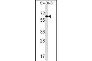 Western blot analysis in SK-BR-3 cell line lysates (35ug/lane). (TRIP4 anticorps  (AA 194-222))