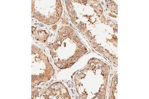 Immunohistochemical analysis of paraffin-embedded human testis tissue using (ABIN6244054 and ABIN6578895) performed on the Leica® BOND RXm. (MUT anticorps  (AA 32-66))