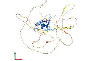 AlphaFold protein structure predicition of Human Recombinant FOXD2 Protein, UniprotID O60548