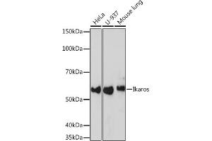 Western blot analysis of extracts of various cell lines, using Ikaros Rabbit mAb (ABIN7267841) at 1:1000 dilution. (IKZF1 anticorps)