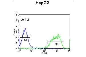 PX Antibody (Center) (ABIN653829 and ABIN2843096) flow cytometric analysis of HepG2 cells (right histogram) compared to a negative control cell (left histogram). (PXMP2 anticorps  (AA 40-68))