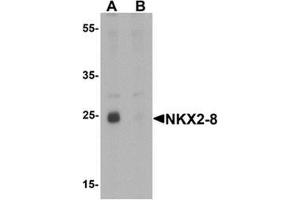 Western blot analysis of NKX2-8 in rat liver tissue lysate with NKX2-8 antibody at 1 ug/mL in (A) the absence and (B) the presence of blocking peptide (NKX2-8 anticorps  (Middle Region))