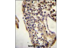 ECAT1 Antibody immunohistochemistry analysis in formalin fixed and paraffin embedded human testis tissue followed by peroxidase conjugation of the secondary antibody and DAB staining. (ECAT1 anticorps  (N-Term))