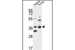 DHRS3 Antibody (Center) (ABIN653135 and ABIN2842711) western blot analysis in HepG2 cell line and mouse liver tissue lysates (35 μg/lane). (DHRS3 anticorps  (AA 85-113))