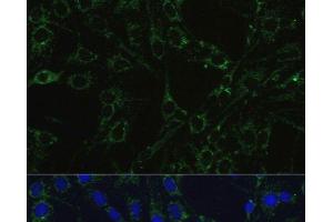 Immunofluorescence analysis of C6 cells using COX5B Polyclonal Antibody at dilution of 1:100.