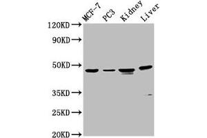Western Blot Positive WB detected in: MCF-7 whole cell lysate, PC-3 whole cell lysate, Rat kidney tissue, Mouse liver tissue All lanes: HPN antibody at 4. (Hepsin anticorps  (AA 294-413))