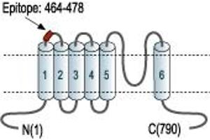Representative domain view of the target of ABIN7885605.