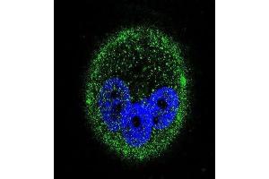 Immunofluorescence (IF) image for anti-Mitogen-Activated Protein Kinase 15 (MAPK15) antibody (ABIN2995325) (MAPK15 anticorps)