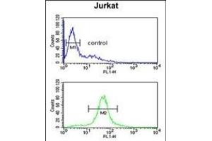 C Antibody (Center) (ABIN650934 and ABIN2840000) flow cytometric analysis of Jurkat cells (bottom histogram) compared to a negative control cell (top histogram).