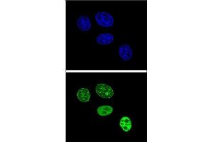Confocal immunofluorescent analysis of PCNA Antibody (C-term) (ABIN389344 and ABIN2839453) with Hela cell followed by Alexa Fluor 488-conjugated goat anti-rabbit lgG (green). (PCNA anticorps  (C-Term))