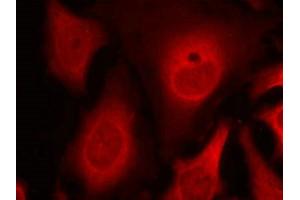 Immunofluorescence staining of methanol-fixed Hela cells using eIF2a(phospho-Ser49) Antibody.