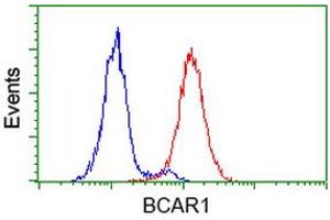 Image no. 7 for anti-Breast Cancer Anti-Estrogen Resistance 1 (BCAR1) antibody (ABIN1496833)