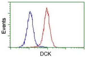 Image no. 4 for anti-Deoxycytidine Kinase (DCK) antibody (ABIN1497776) (DCK anticorps)