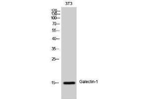 Western Blotting (WB) image for anti-Lectin, Galactoside-Binding, Soluble, 1 (LGALS1) (Internal Region) antibody (ABIN3184729) (LGALS1/Galectin 1 anticorps  (Internal Region))