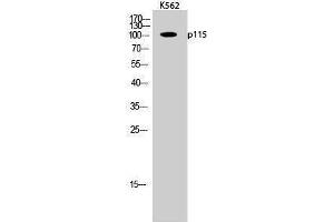 Western Blotting (WB) image for anti-rho GTPase Activating Protein 4 (ARHGAP4) (C-Term) antibody (ABIN3186232) (ARHGAP4 anticorps  (C-Term))