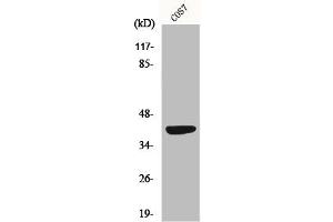 Western Blot analysis of COS7 cells using MRP-S22 Polyclonal Antibody (MRPS22 anticorps  (Internal Region))