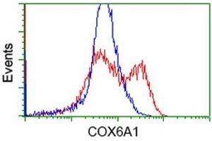 HEK293T cells transfected with either RC210485 overexpress plasmid (Red) or empty vector control plasmid (Blue) were immunostained by anti-COX6A1 antibody (ABIN2452917), and then analyzed by flow cytometry. (COX6A1 anticorps)