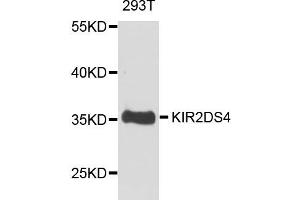 Western blot analysis of extract of 293T cells, using KIR2DS4 antibody. (KIR2DS4 anticorps)