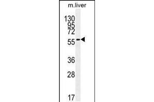 Western blot analysis in mouse liver tissue lysates (35ug/lane). (DHCR7 anticorps  (C-Term))