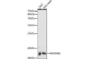 Western blot analysis of extracts of various cell lines, using NDUF antibody (ABIN7268817) at 1:1000 dilution.