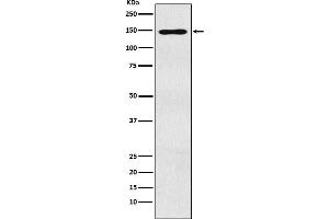 Western blot analysis of MYBBP1A expression in HEK293 cell lysate.