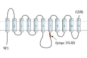 Representative domain view of the target of ABIN7237845.