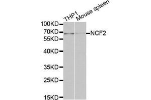 Western Blotting (WB) image for anti-Neutrophil Cytosolic Factor 2 (NCF2) (AA 227-526) antibody (ABIN3021641) (NCF2 anticorps  (AA 227-526))