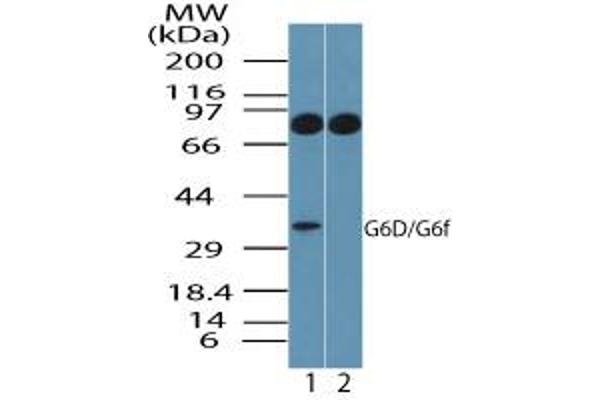 LY6G6F anticorps  (AA 50-100)