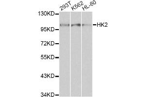 Western blot analysis of extracts of various cell lines, using HK2 antibody (ABIN1873023) at 1:1000 dilution. (Hexokinase 2 anticorps)