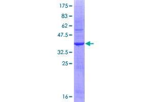 Interleukin 1 alpha (IL1A) (AA 172-271) protein (GST tag)