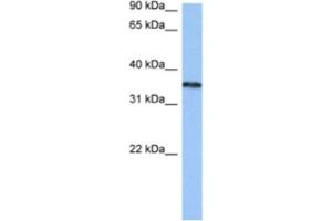 Western Blotting (WB) image for anti-Heterogeneous Nuclear Ribonucleoprotein A2/B1 (HNRNPA2B1) antibody (ABIN2462310) (HNRNPA2B1 anticorps)