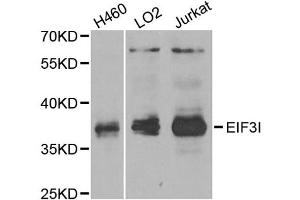 Western blot analysis of extracts of various cell lines, using EIF3I antibody (ABIN2562390) at 1:1000 dilution.